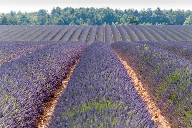 istock Fields of lavender in France 1178973117