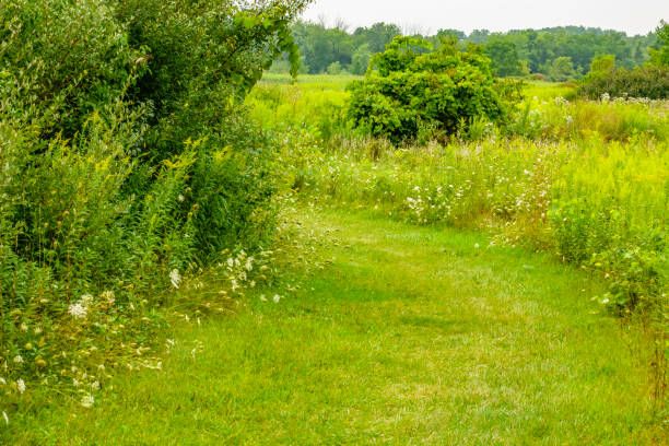 istock Green prairie trail in summer 1178974894