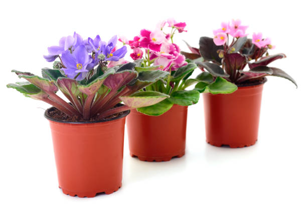 istock Saintpaulia in a pot. 1178974958
