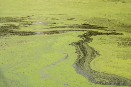 Algal bloom in a suburban pond with surface trails left, perhaps, by a duck, muskrat, or other wild animal, for themes of habitat, ecology and the environment