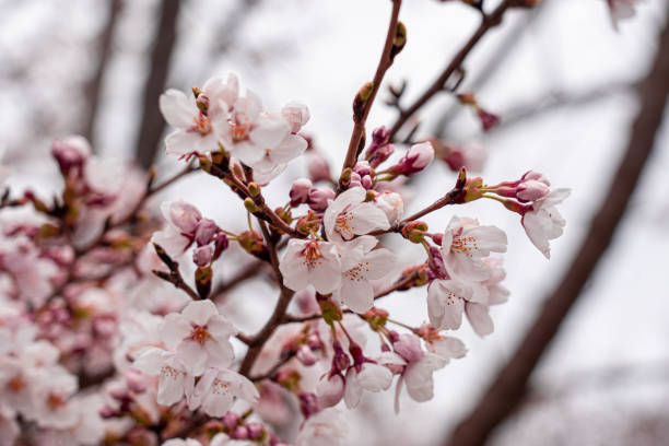 istock Cherry blossom blooming in japan 1178980149
