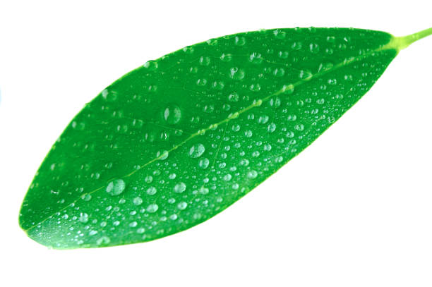 istock Cutout of leaf with droplets 1178980802