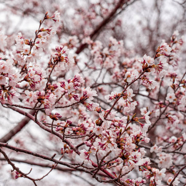 istock Cherry blossom blooming in japan 1178980919