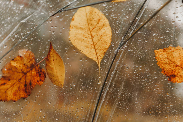 istock Beautiful tree leaves and raindrops on transparent umbrella 1178981487
