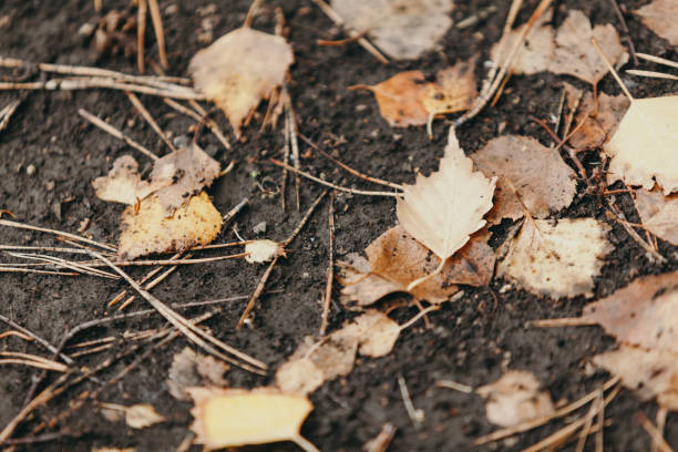 istock Fallen yellow leaves lie on ground 1178981641