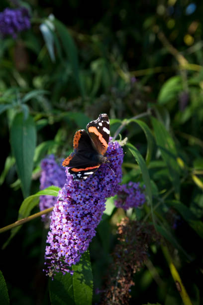 istock Red Admiral butterfly Vanessa atalanta on a Buddleja davidii in flower 1178981745