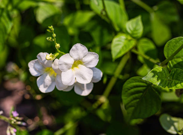 istock White blossom flower with daylight 1178981962