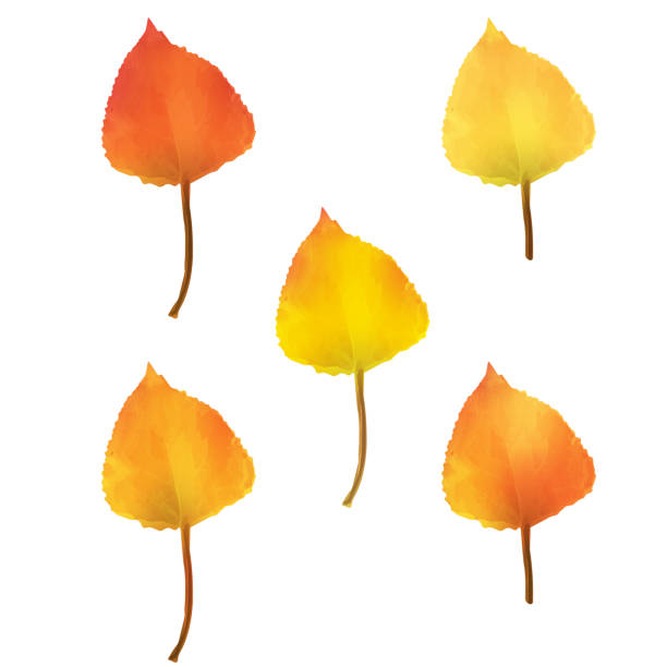 ilustrações de stock, clip art, desenhos animados e ícones de realistic birch tree leaves in changing fall colors. - picto
