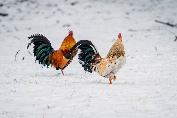 rooster stands on a white snow rooster stands on a white snow winter chicken coop stock pictures, royalty-free photos & images