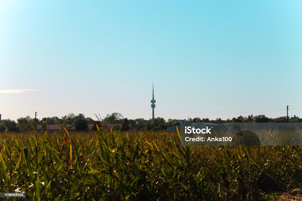 TV tower seen from Feldmoching, corn field Autumn Stock Photo