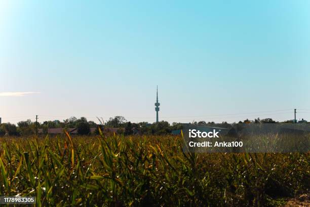 Tv Tower Seen From Feldmoching Corn Field Stock Photo - Download Image Now - Autumn, Capital Cities, Cityscape