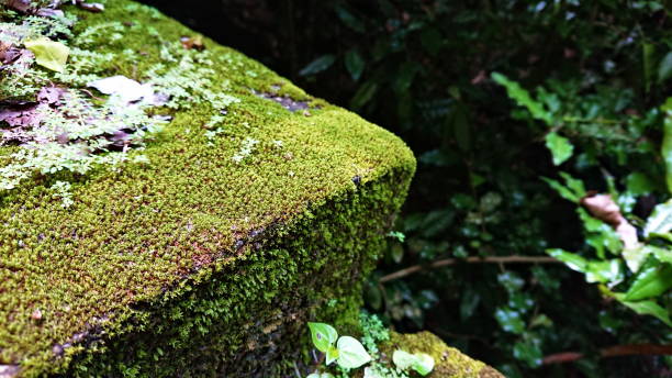 istock Closeup green Moss Pigweed and Peperomia pellucida on the floor 1178983647