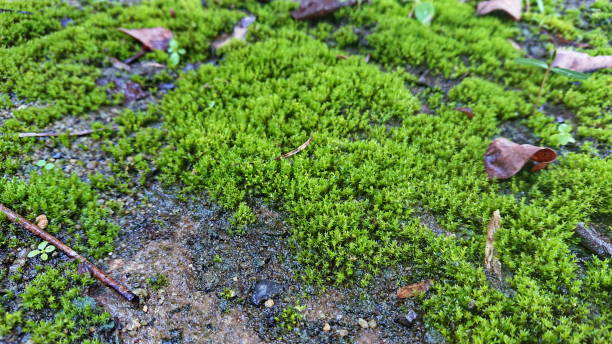 istock Closeup green Moss Pigweed and Peperomia pellucida on the floor 1178984232