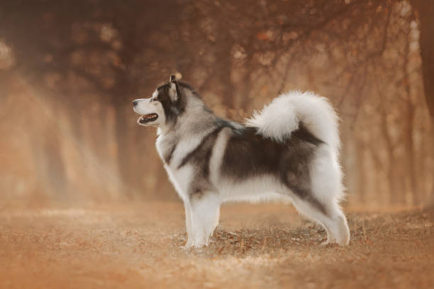 アラスカン マラミュート犬の大きな美しい犬 - アラスカン