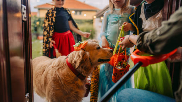 Trick or treat? Costumed dog on a trick or treating adventure with kids cape garment photos stock pictures, royalty-free photos & images