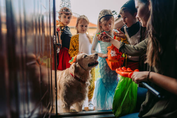 Trick or treat? Costumed dog on a trick or treating adventure with kids dog in halloween hat of witch stock pictures, royalty-free photos & images