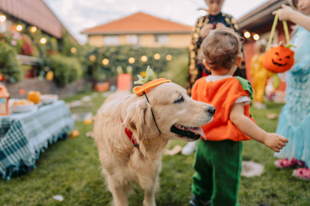 travessuras ou gostosuras? - pet fair - fotografias e filmes do acervo