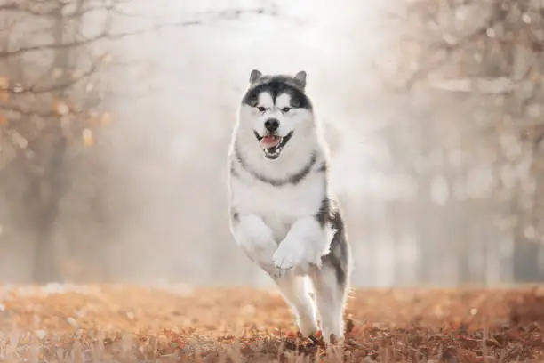 Happy Malamute dog running in autumn's park in morning