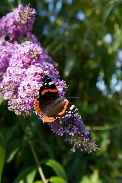 Red Admiral butterfly Vanessa atalanta on a Buddleja davidii in flower in late August in and English garden, United Kingdom