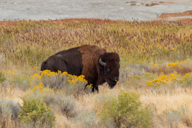 istock Bison on Antelope Island Utah 1178984846