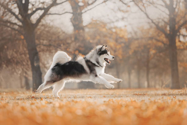 Malamute dog running on autumn's trees background Malamute dog running on autumn's trees background in park malamute stock pictures, royalty-free photos & images