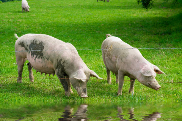 istock pig  standing on a grass lawn. The pig on the meadow 1178985519