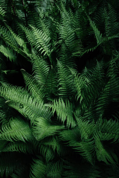 istock Tropical leaves. Floral design background. 1178985636
