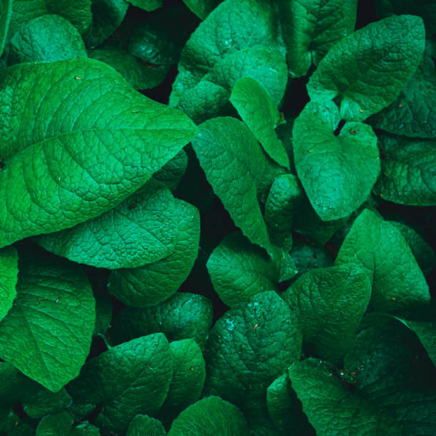 istock Green leaves. Nature concept 1178985654