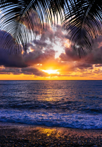 istock palm trees silhouette on sunset tropical beach 1178985899