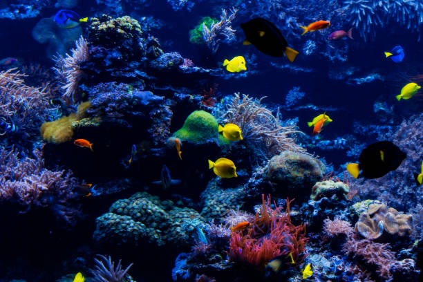 istock tropical Fish on a coral reef. Underwater coral fish 1178985906