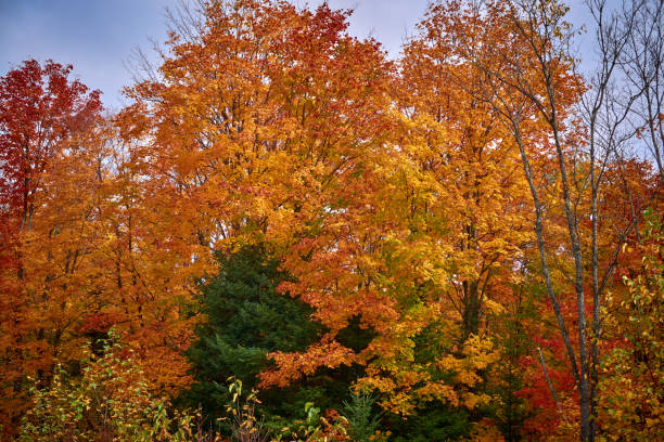 istock Algonquin fall colors Provincial Park Ontario 1178986676