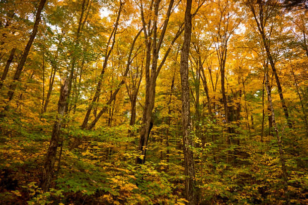 istock Algonquin fall colors Provincial Park Ontario 1178986706