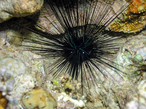 Long Spined Sea Urchin (Diadema antillarum)