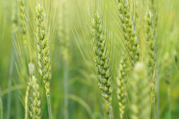 Fresh ears of young green wheat in spring field. Agriculture scene