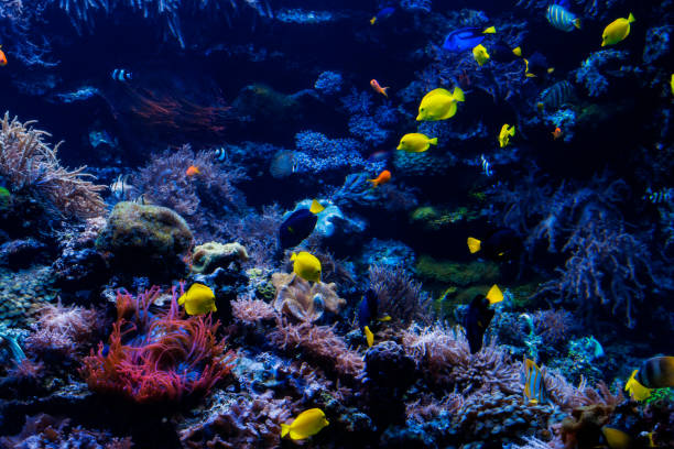 istock tropical Fish on a coral reef. Underwater coral fish 1178987063