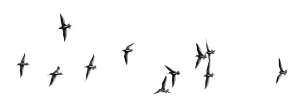 rebaño de gaviotas - common black headed gull fotografías e imágenes de stock