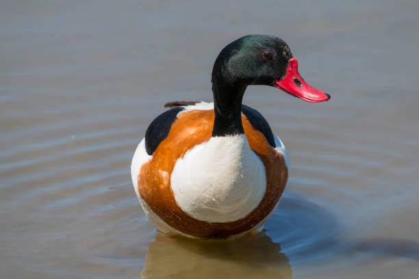 istock Adult Shelduck (Tadorna ferruginea) 1178987565