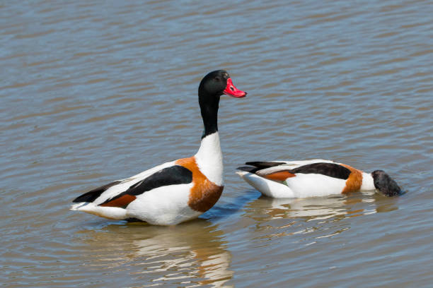 istock Adult Shelduck (Tadorna ferruginea) 1178987573