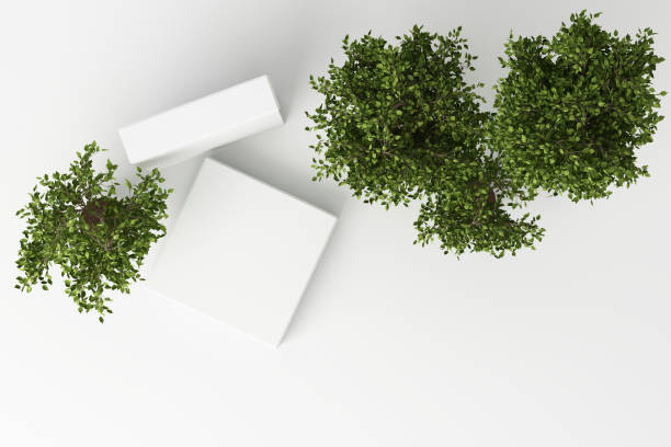 istock 3D render top view of tropical plants isolated on white background. 1178988532