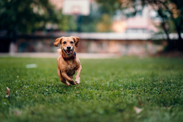 Brown dog running on the grass Small brown dog wearing red collar running on the grass dog retrieving running playing stock pictures, royalty-free photos & images