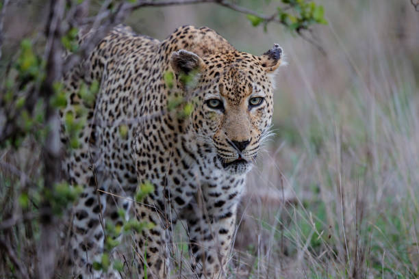 istock Leopard hunting in Sabi Sands Game Reserve 1178989711