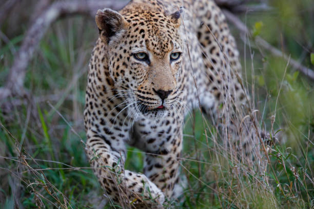 istock Leopard hunting in Sabi Sands Game Reserve 1178989733