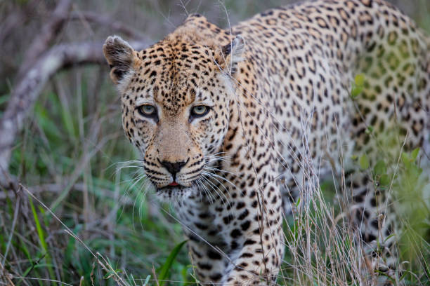 istock Leopard hunting in Sabi Sands Game Reserve 1178989744