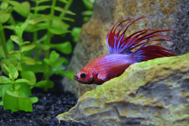 istock fish fighting betta splendens asia thailand 1178990990