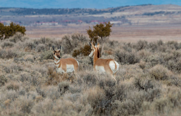 istock Pronghorn Antelope in the Utah Desert 1178991240