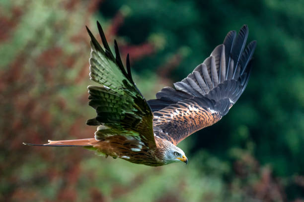 Red Kite (Milvus milvus) Red Kite (Milvus milvus) flying with wings spread in flight milvus migrans stock pictures, royalty-free photos & images