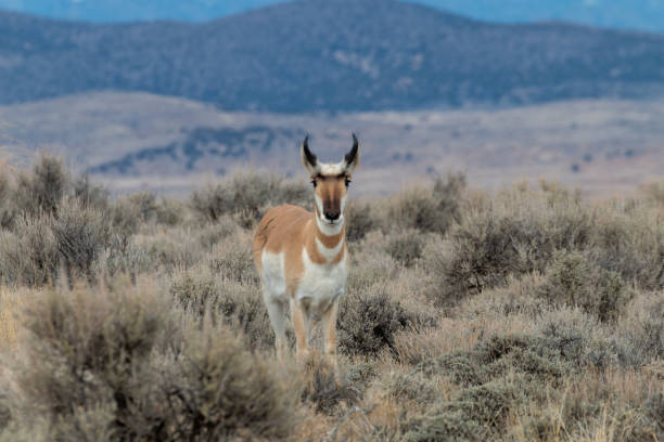 istock Pronghorn Antelope in the Utah Desert 1178991330