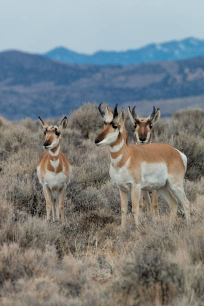 istock Pronghorn Antelope in the Utah Desert 1178991350