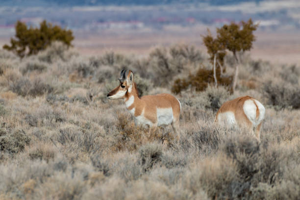 istock Pronghorn Antelope in the Utah Desert 1178991384