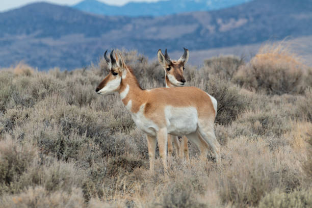 istock Pronghorn Antelope in the Utah Desert 1178991434